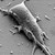 Neuron grown on a nanopillars substrate